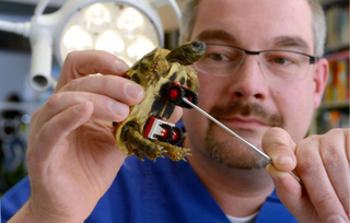 Illustration for article titled This tiny tortoise regains mobility with Lego